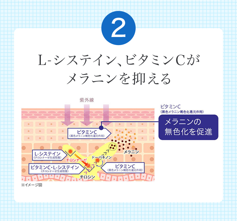 ２L-システイン、ビタミンCがメラニンを抑える